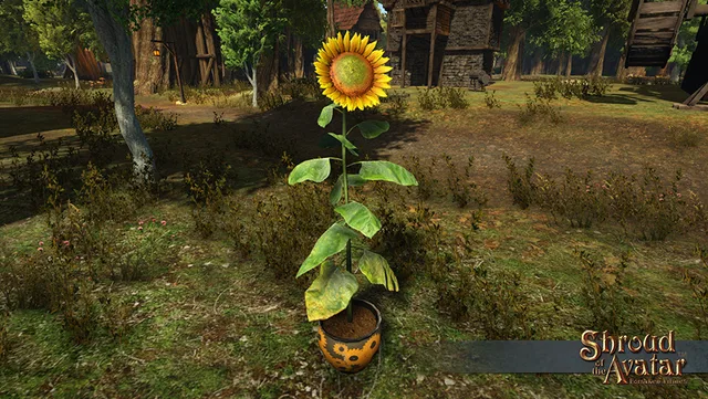 Potted Giant Sunflower