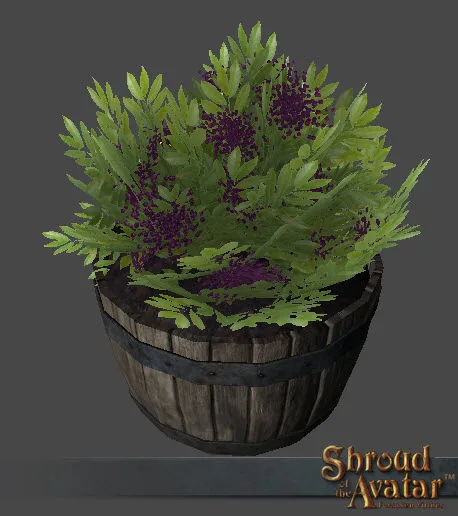 Royal Elderberry