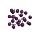 Royal Elderberry
