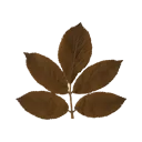Tea Leaves