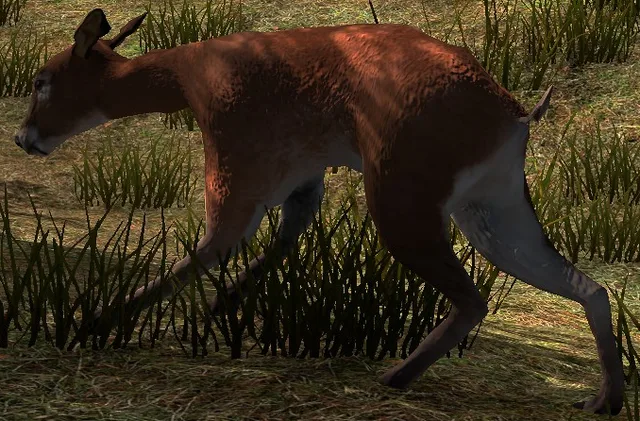 Doe