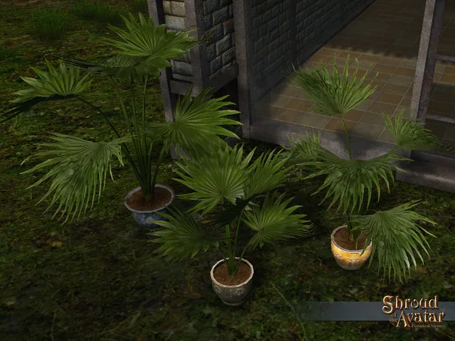 Chusan Palm 3-Pack