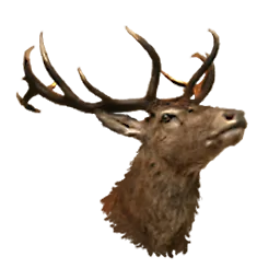 Stag Head