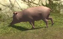 Pig