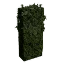 Tall Little Hedge