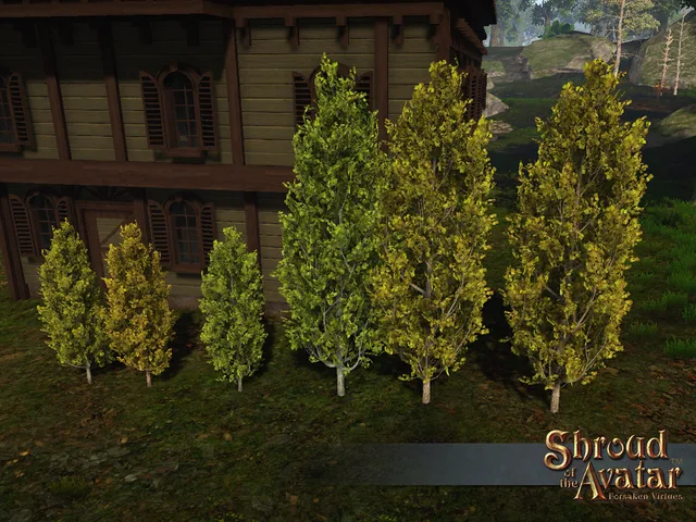 Cypress Tree 6-Pack