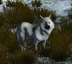Ferocious Arctic Wolf