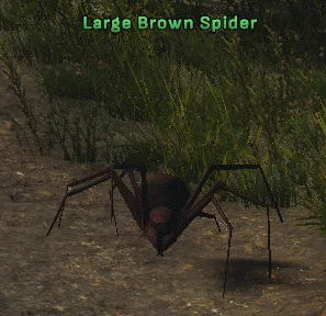 Large Brown Spider