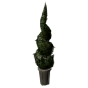 Hedge Spiral Tree