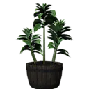 Plant (Dracaena)