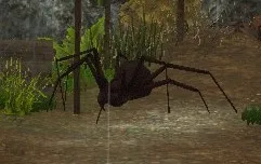 Ferocious Brown Spider