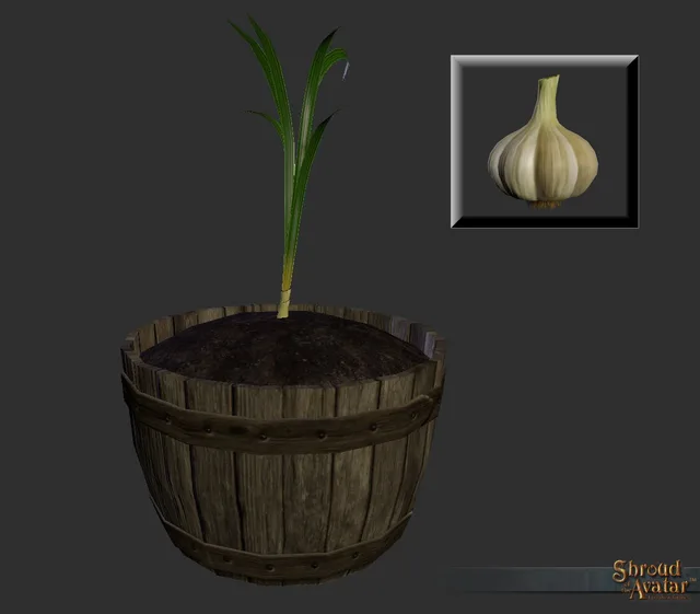 Garlic
