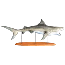 Tiger Shark Trophy