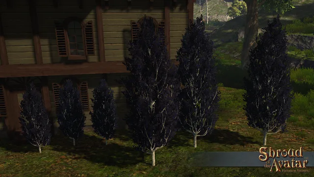 Blue Cypress Tree 6-Pack