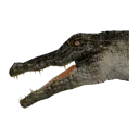 Pristine Crocodile Head