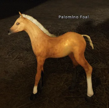 Palomino Foal