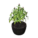 Plant (Pink Brush)