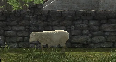 Sheep