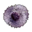 Chaos Plant Pollen