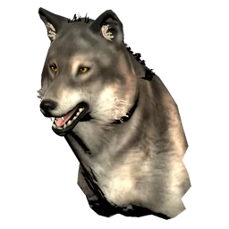 Pristine Elder Timber Wolf Head