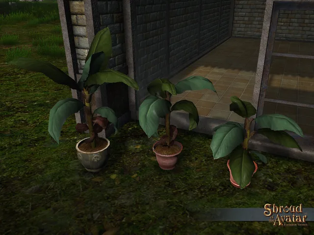 Potted Banana Plant 3-Pack