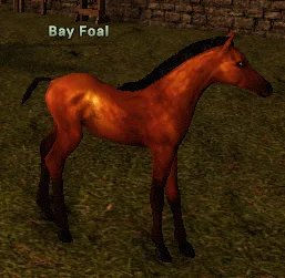 Bay Foal